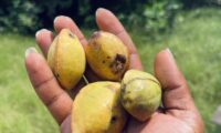 Abrofo Nkateɛ: Getting to Know the “Indian Almond” We Walk Past Every Day