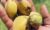 Abrofo Nkateɛ: Getting to Know the “Indian Almond” We Walk Past Every Day
