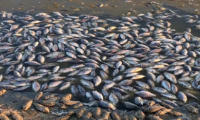 Mass Fish Mortality at Tema Shipyard Triggers Food Safety Alert in Ghana