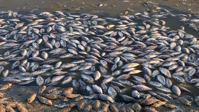 fish